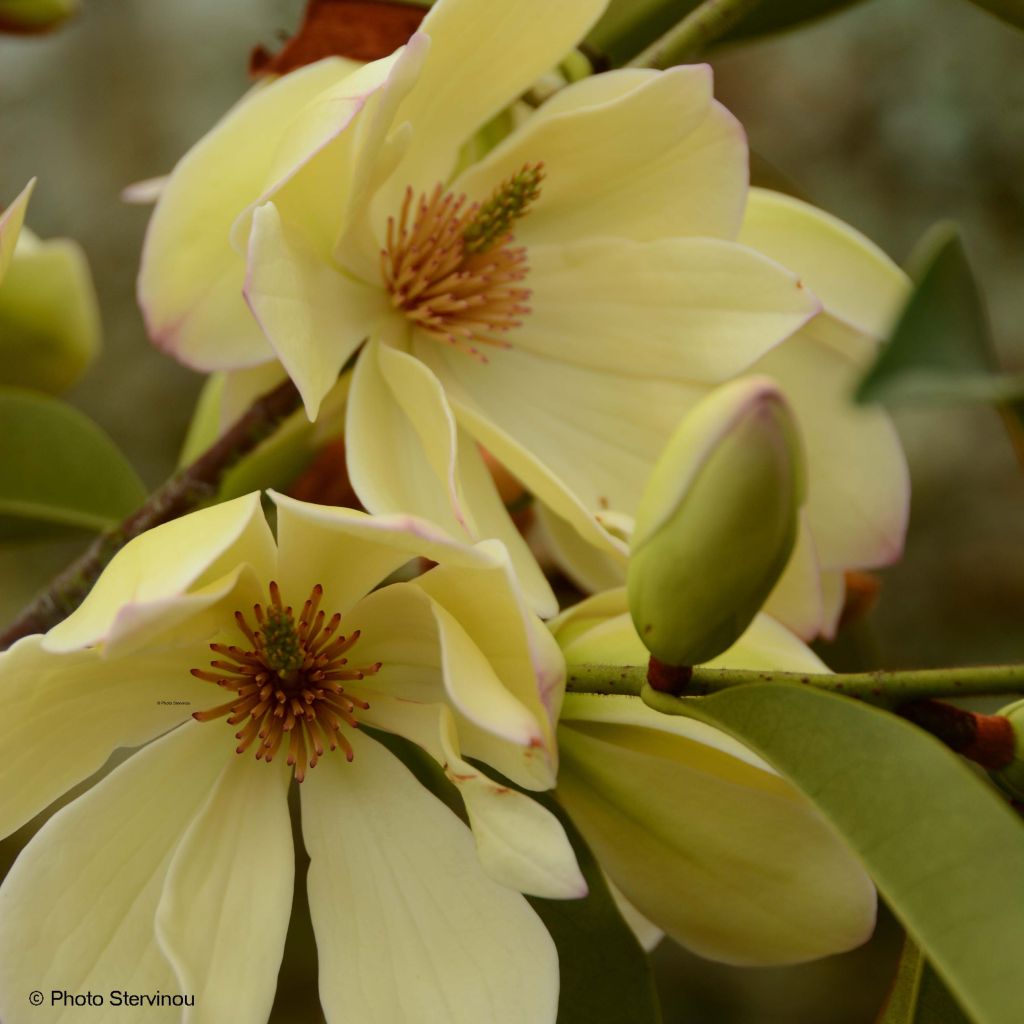 Magnolia Fairy Lime