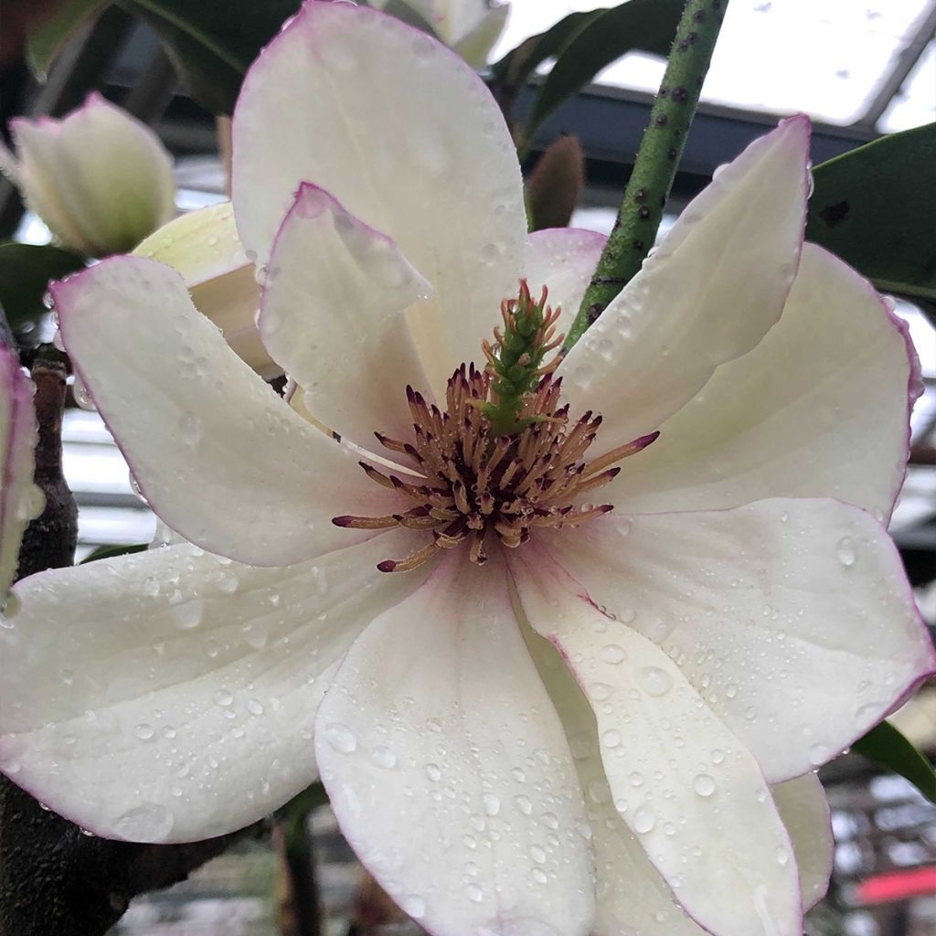 Magnolia Fairy Lime