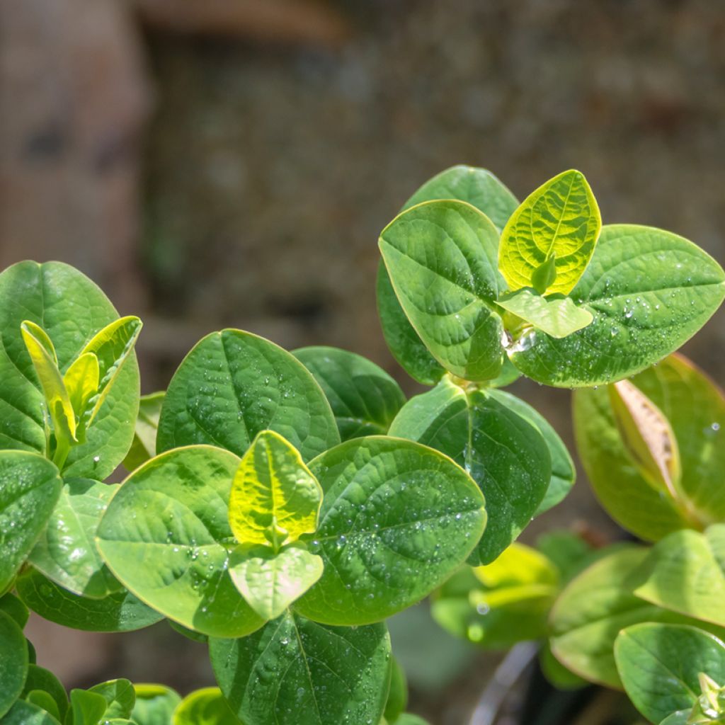 Millepertuis - Hypericum inodorum Miracle Pistache