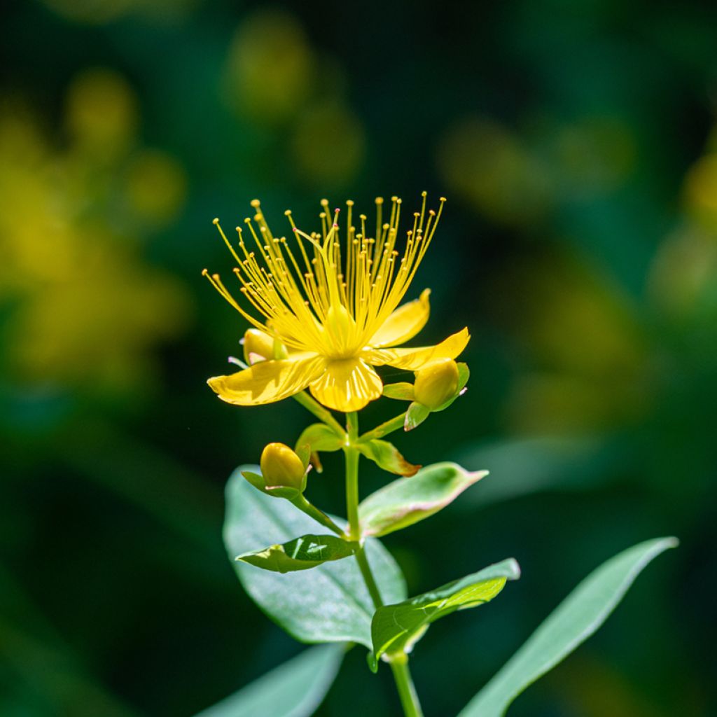 Millepertuis - Hypericum inodorum Miracle Pistache