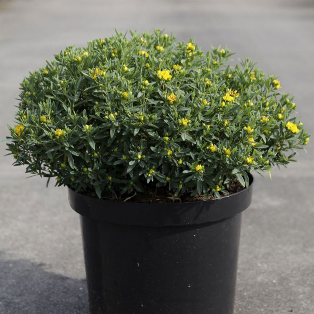 Millepertuis - Hypericum kalmianum Cobalt-n-Gold