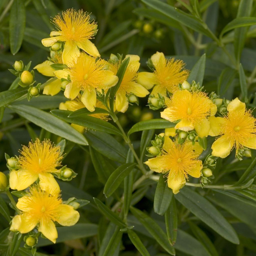 Hypericum kalmianum Sunny Boulevard - Hipérico