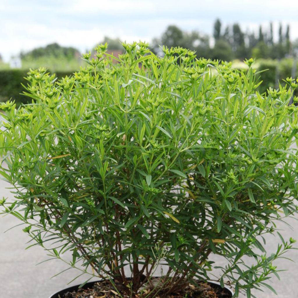 Hypericum kalmianum Sunny Boulevard - Hipérico