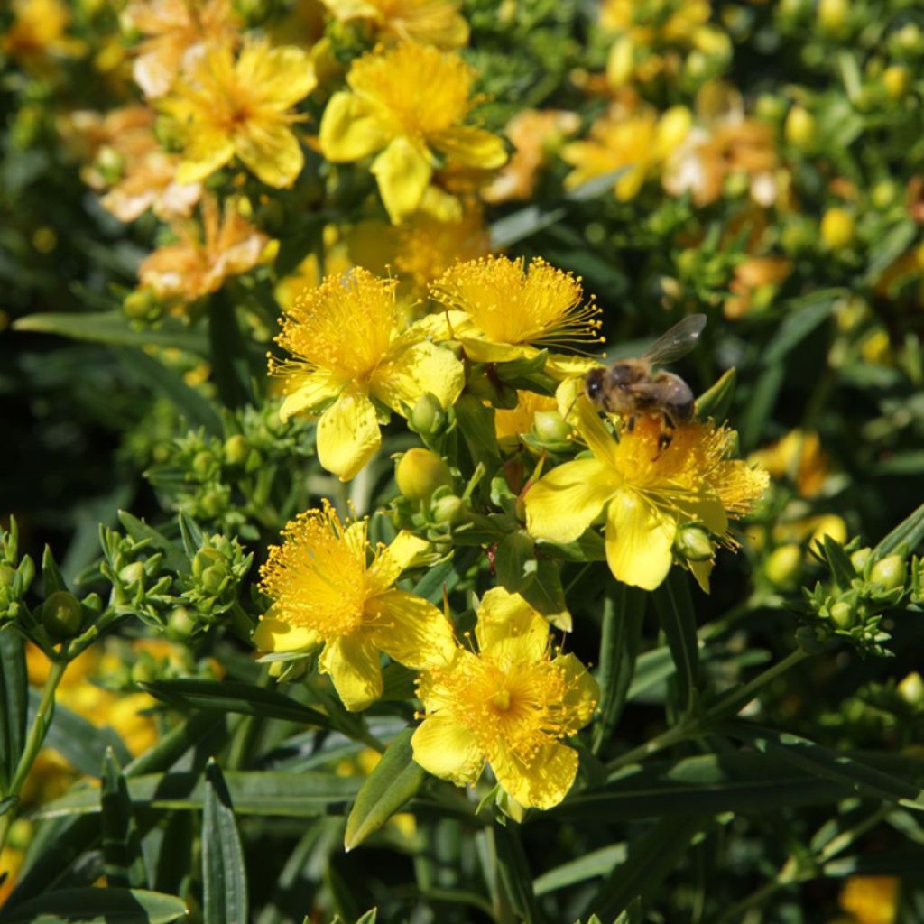 Hypericum kalmianum Sunny Boulevard - Hipérico