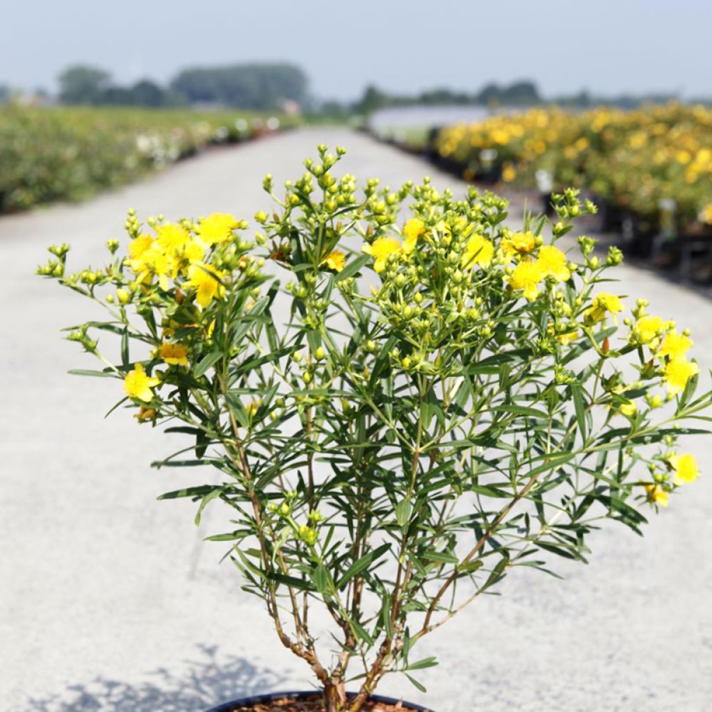 Hypericum kalmianum Sunny Boulevard - Hipérico