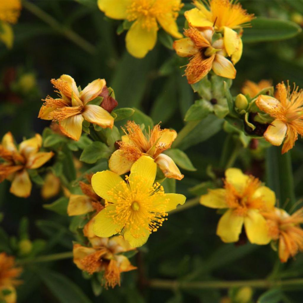 Hypericum kalmianum Sunny Boulevard - Hipérico