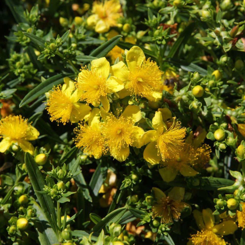 Hypericum kalmianum Sunny Boulevard - Hipérico