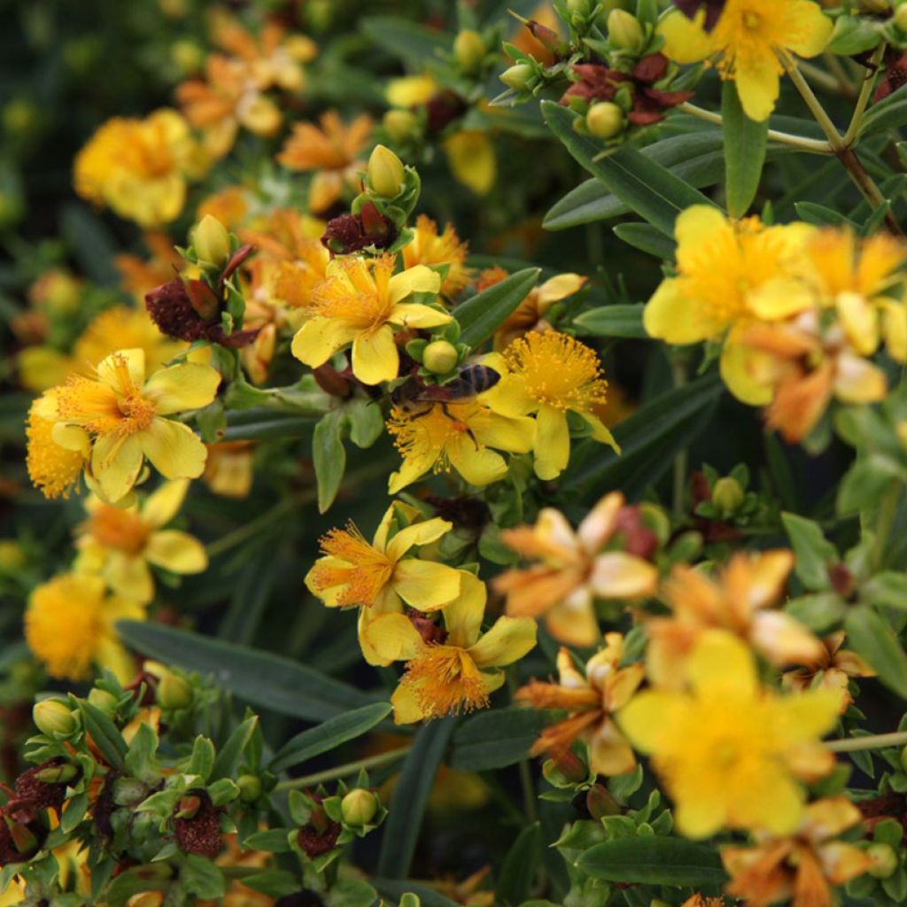 Hypericum kalmianum Sunny Boulevard - Hipérico