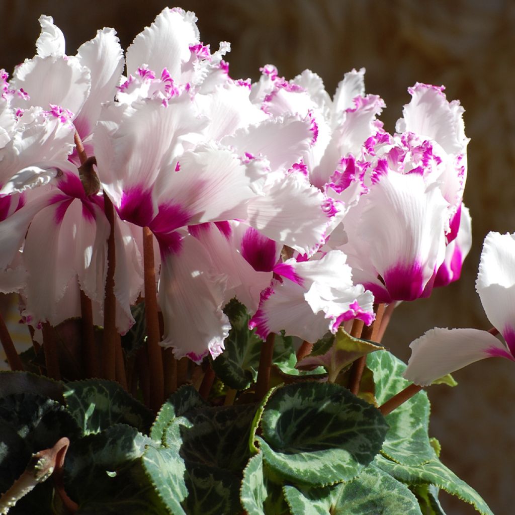 Mini Cyclamen Absolu de Morel - Cyclamen hybride F1