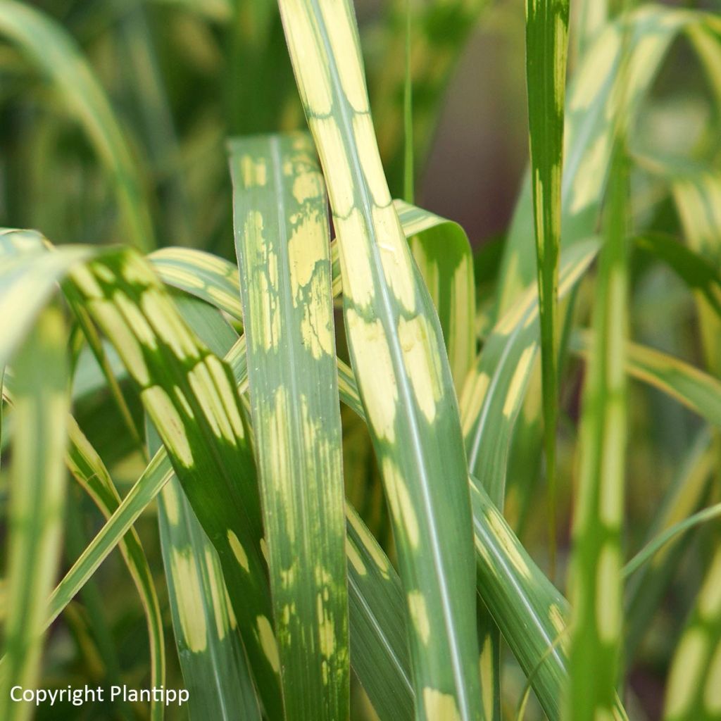 Miscanthus (x) giganteus Alligator - Roseau de Chine