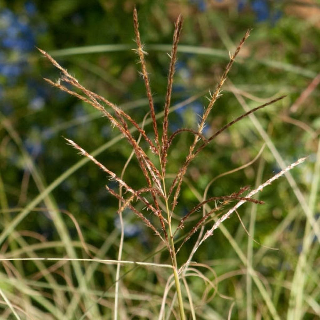 Miscanthus sinensis Morning Light