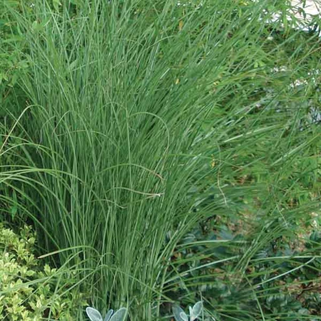 Miscanthus sinensis Gracillimus