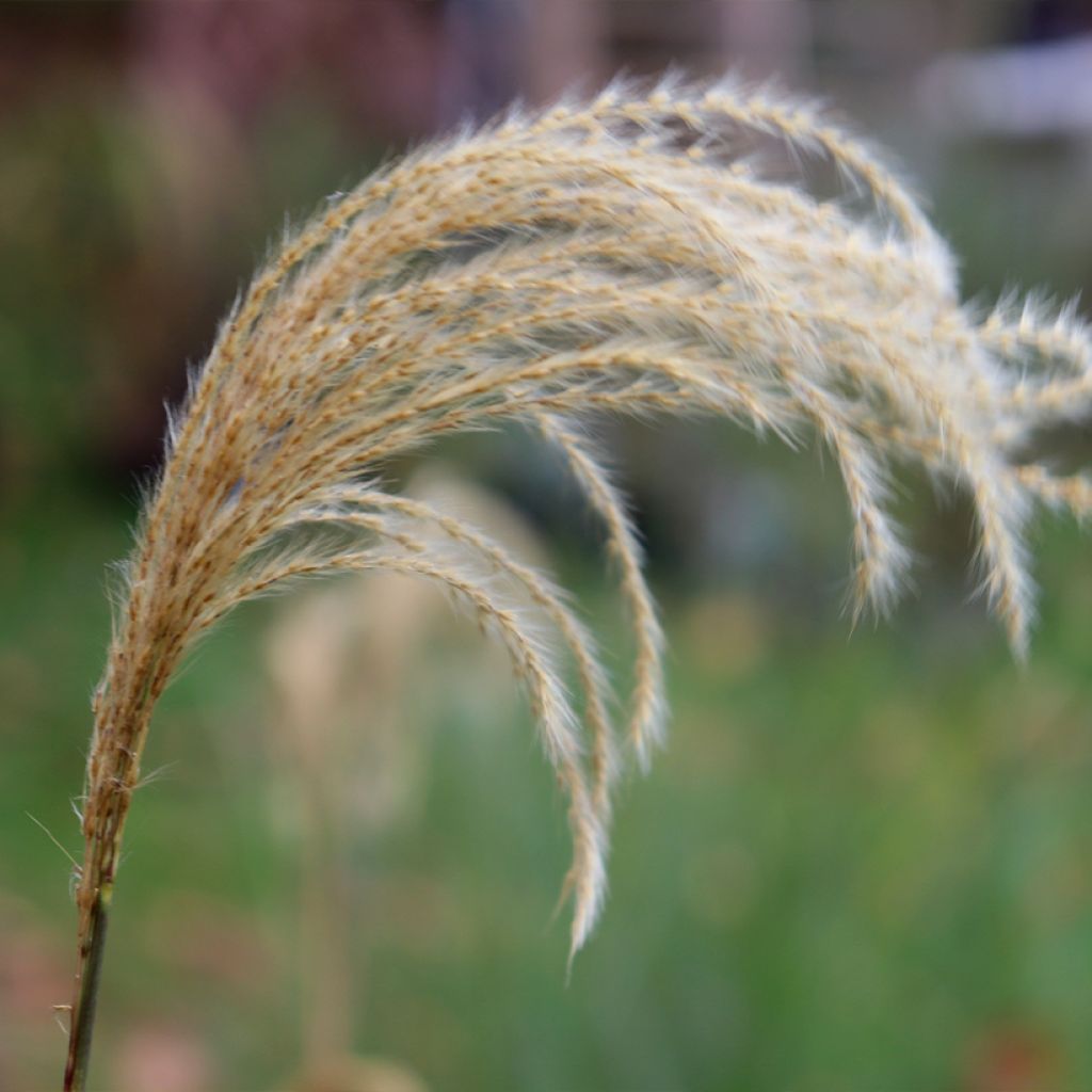 Miscanthus nepalensis