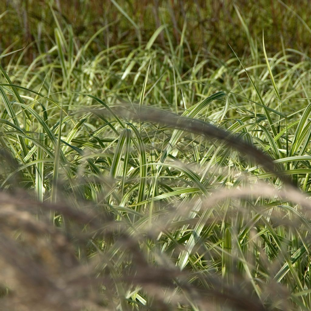 Miscanthus sinensis Adagio