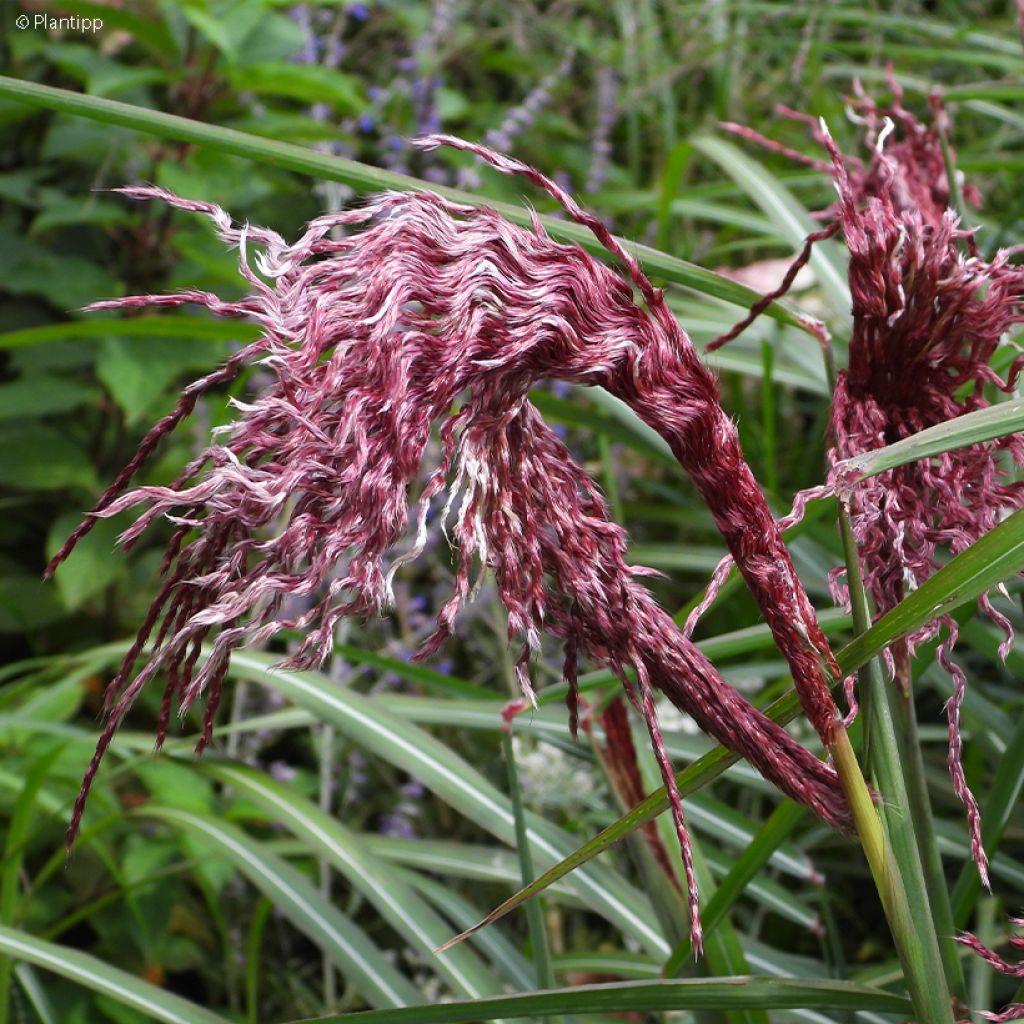 Miscanthus sinensis Boucle - Roseau de Chine