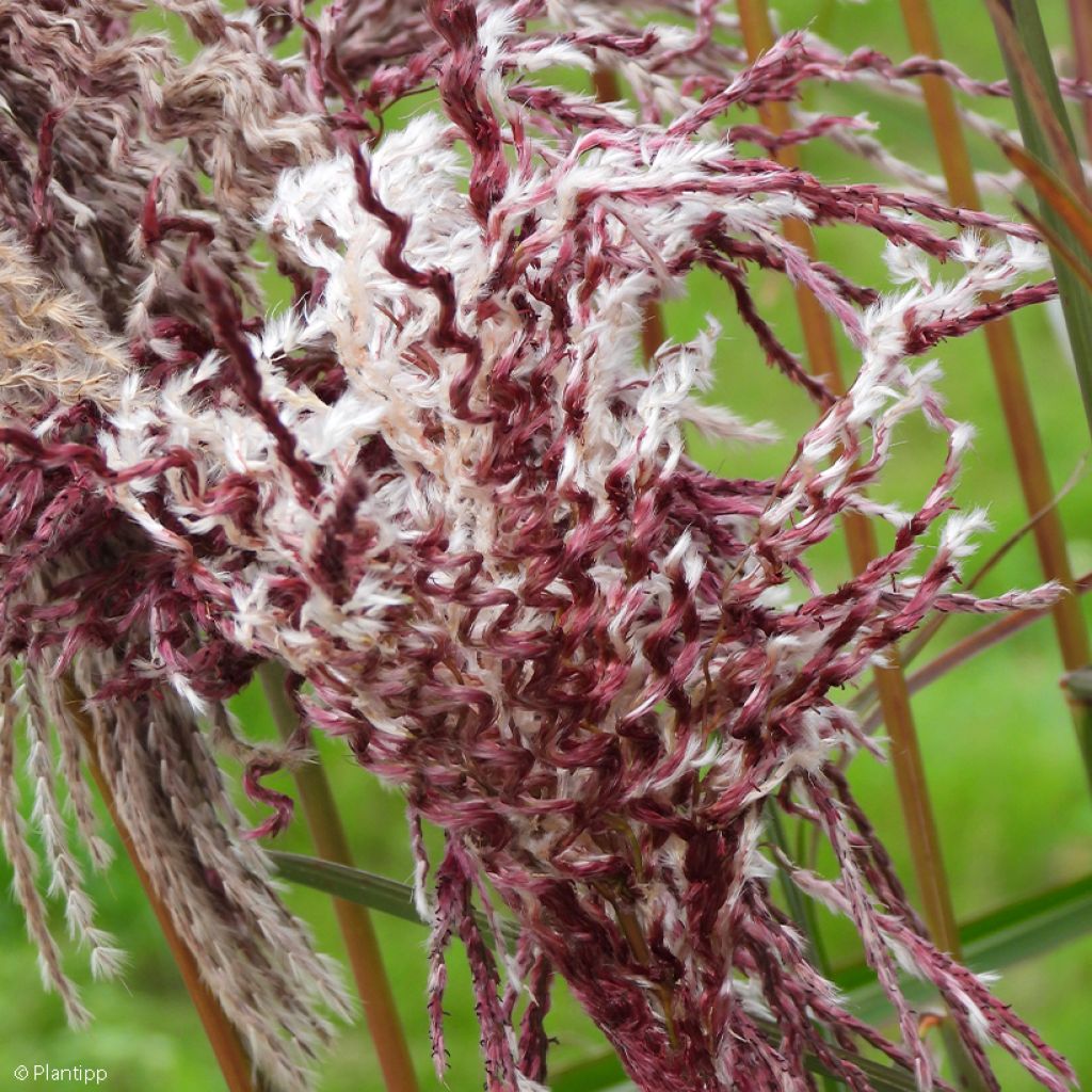 Miscanthus sinensis Boucle