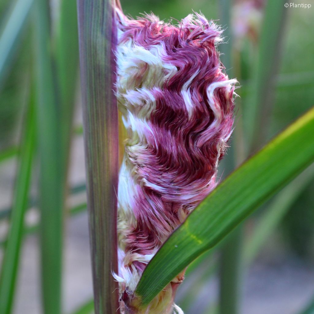 Miscanthus sinensis Boucle