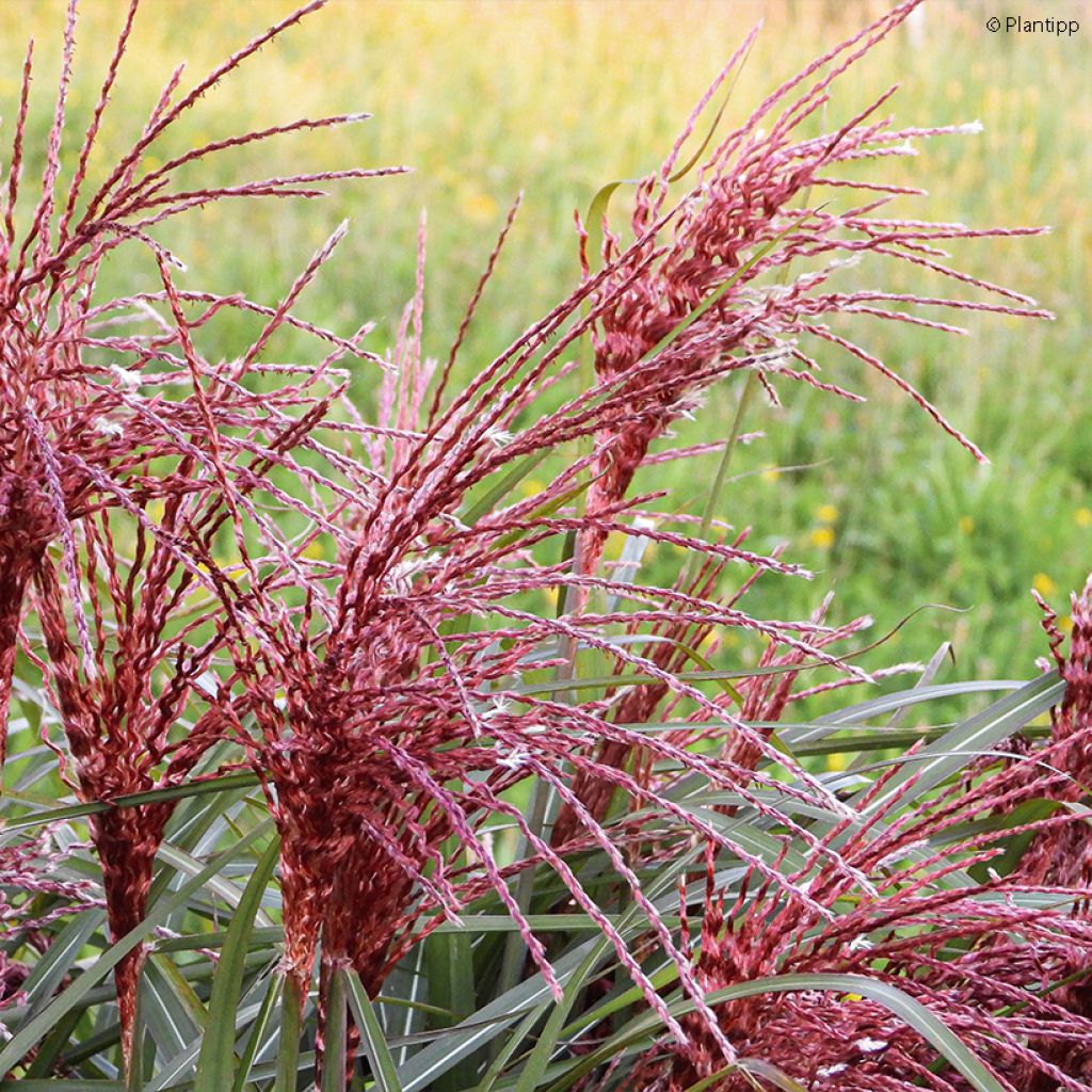 Miscanthus sinensis Boucle