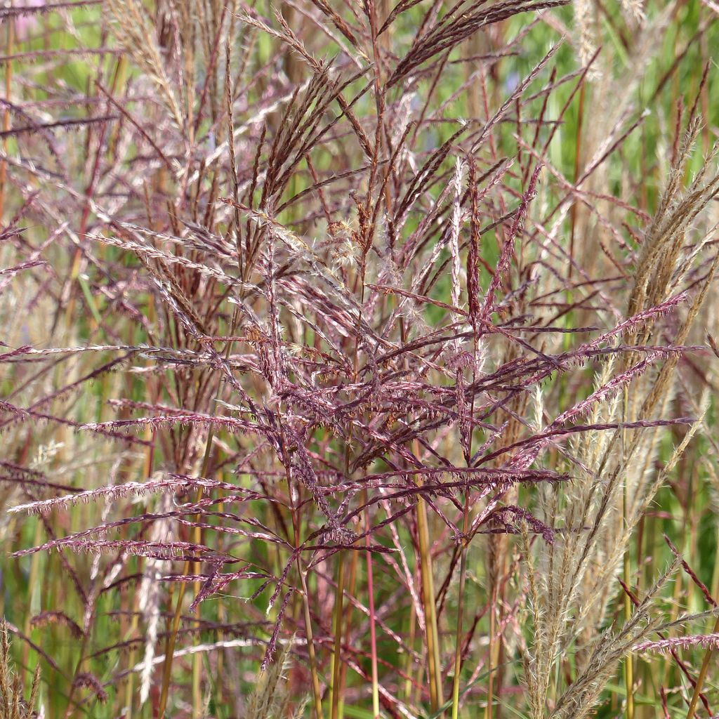 Miscanthus sinensis China - Eulalie - Roseau de Chine