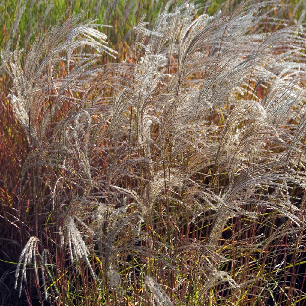 Miscanthus sinensis Flamingo