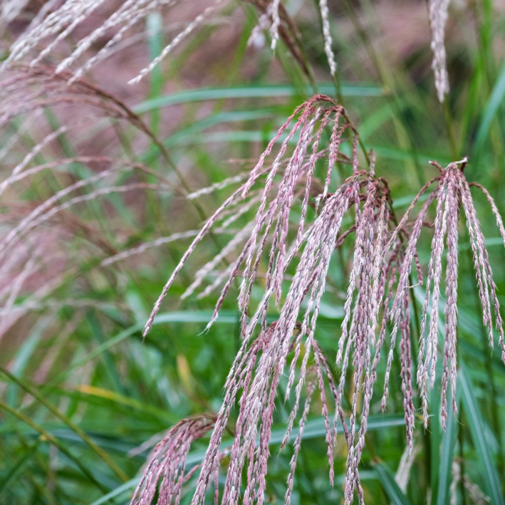 Miscanthus sinensis Flamingo