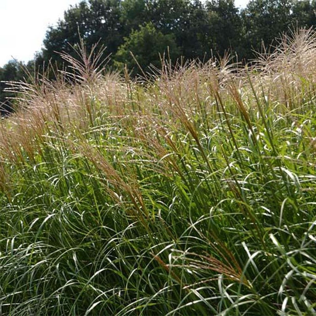 Miscanthus sinensis Krater