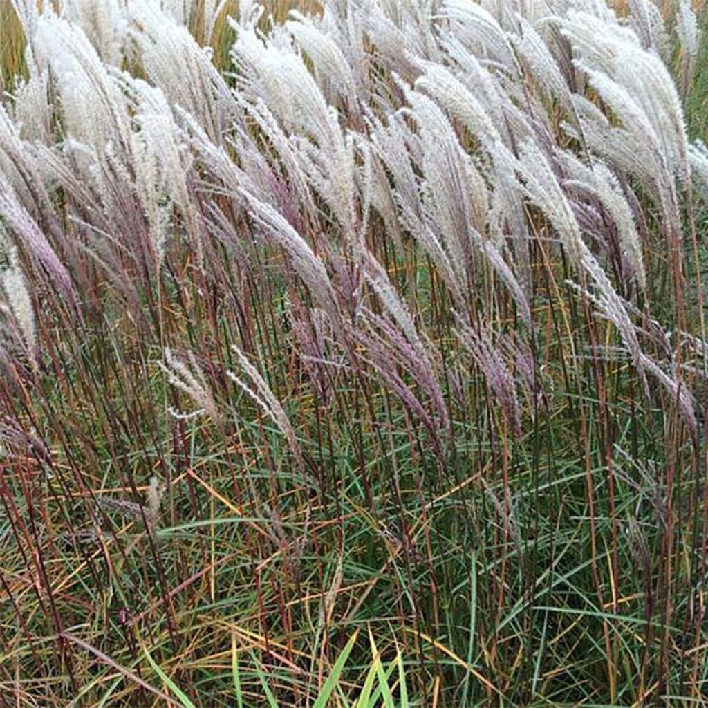 Miscanthus sinensis Nippon - Eulalie, Roseau de Chine