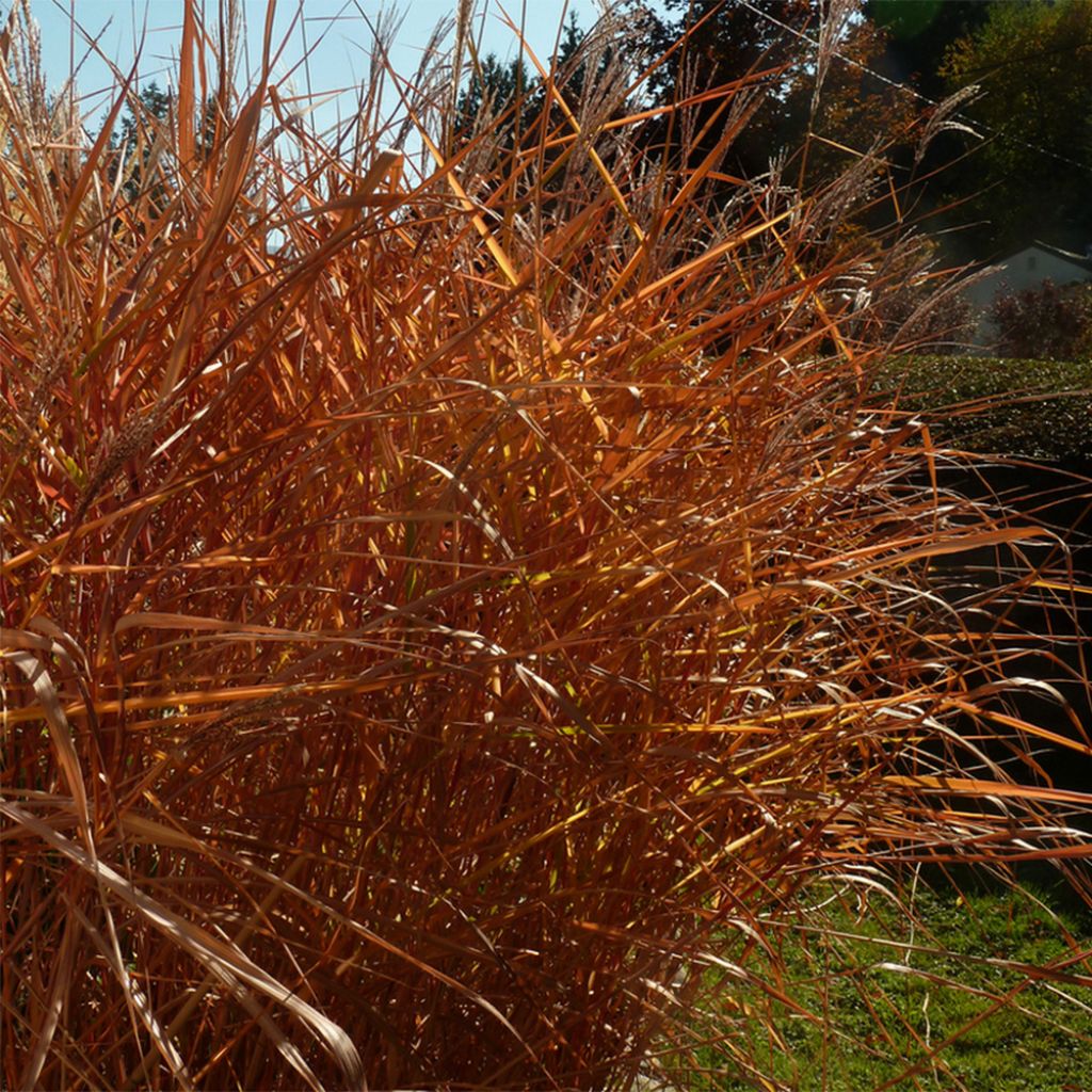 Miscanthus sinensis Purpurascens