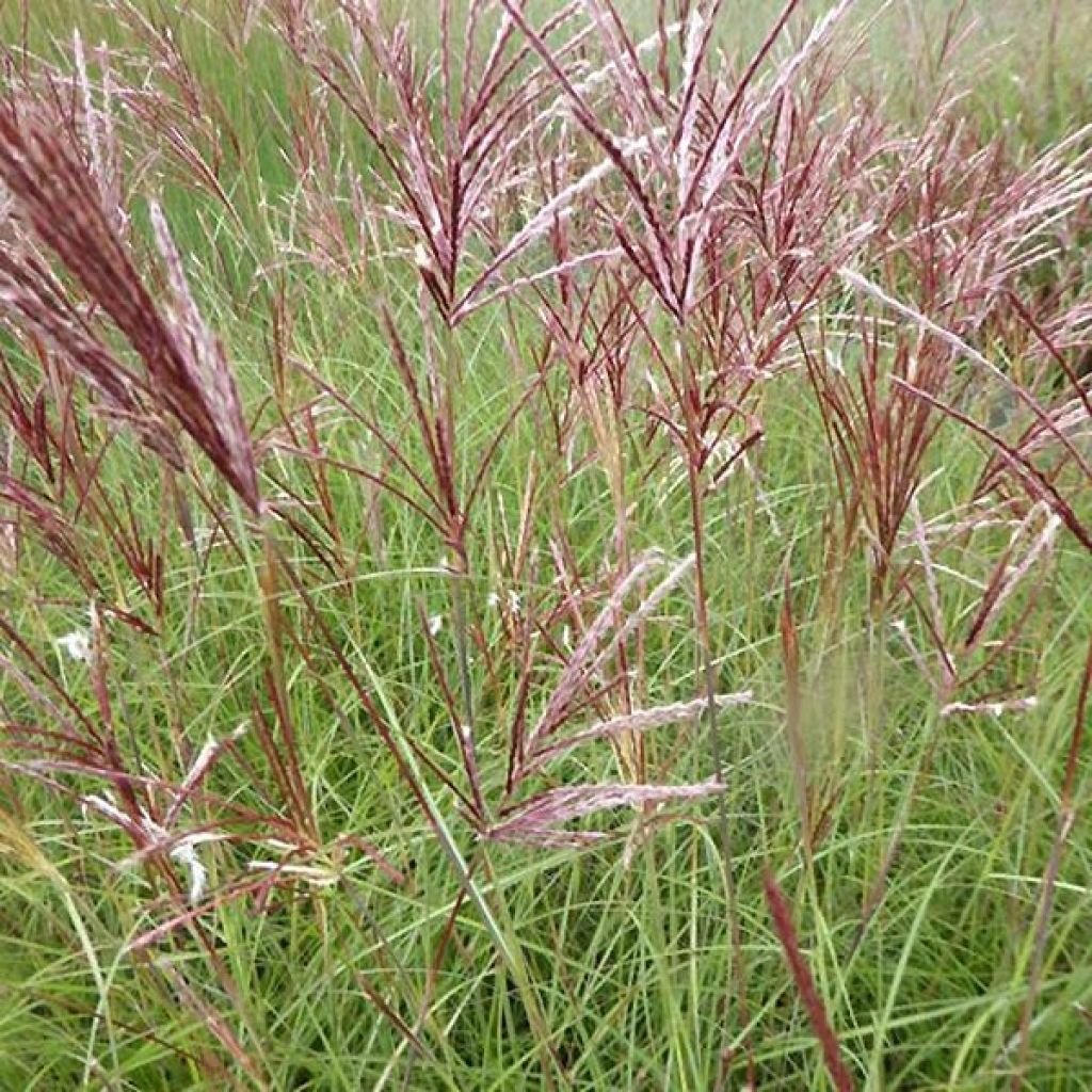 Miscanthus sinensis Red Chief