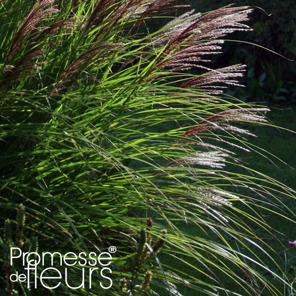 Miscanthus sinensis Red Chief