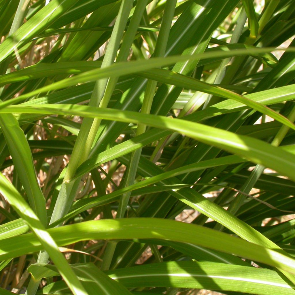 Miscanthus sinensis Roland - Eulalie - Roseau de Chine