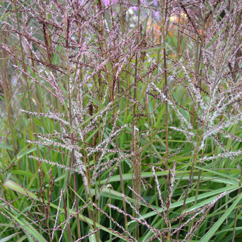 Miscanthus sinensis Samurai