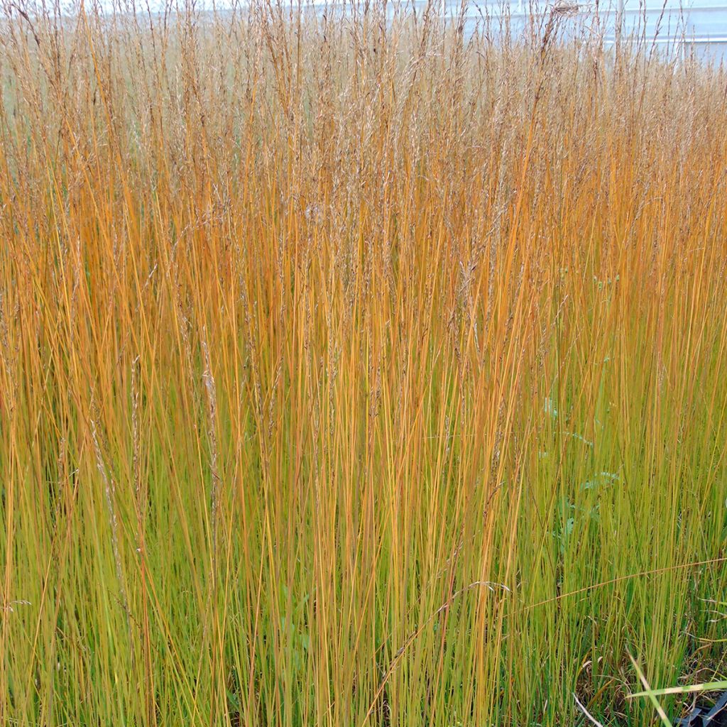 Molinia caerulea Edith Dudszus - Boja