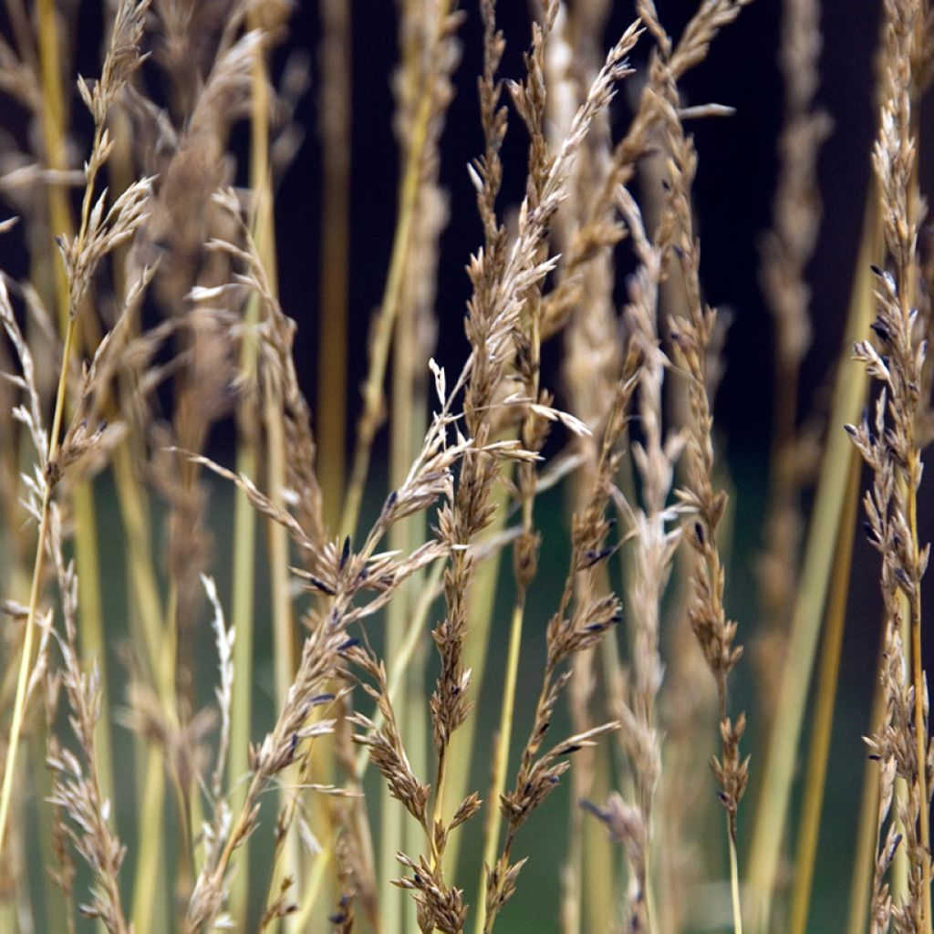 Molinia caerulea Heidezwerg - Boja