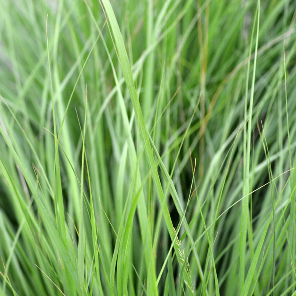 Molinia caerulea Heidezwerg - Boja