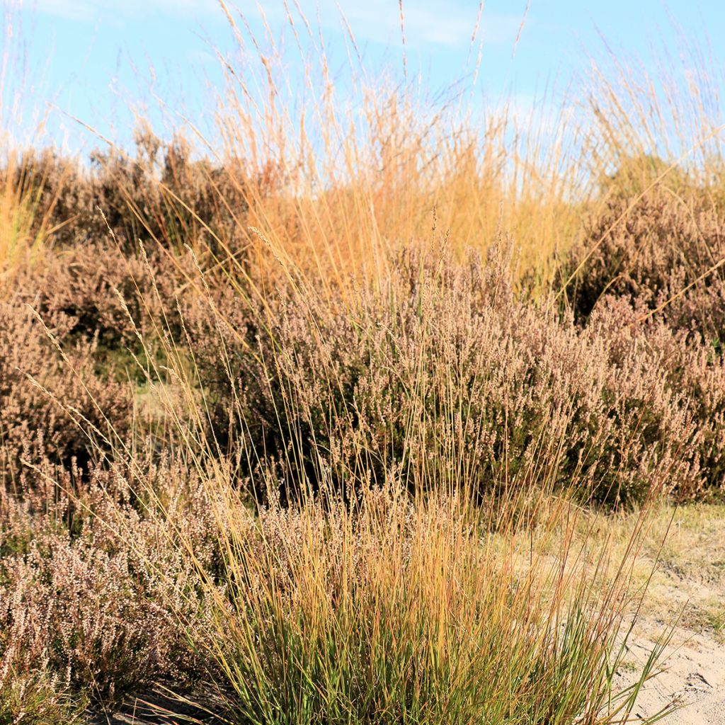 Molinia caerulea Moorflamme - Molinie bleue