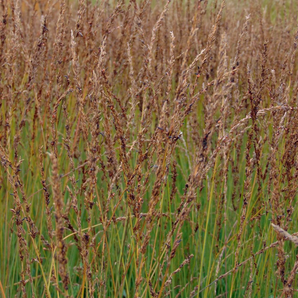 Molinia caerulea Moorhexe - Molinie bleue