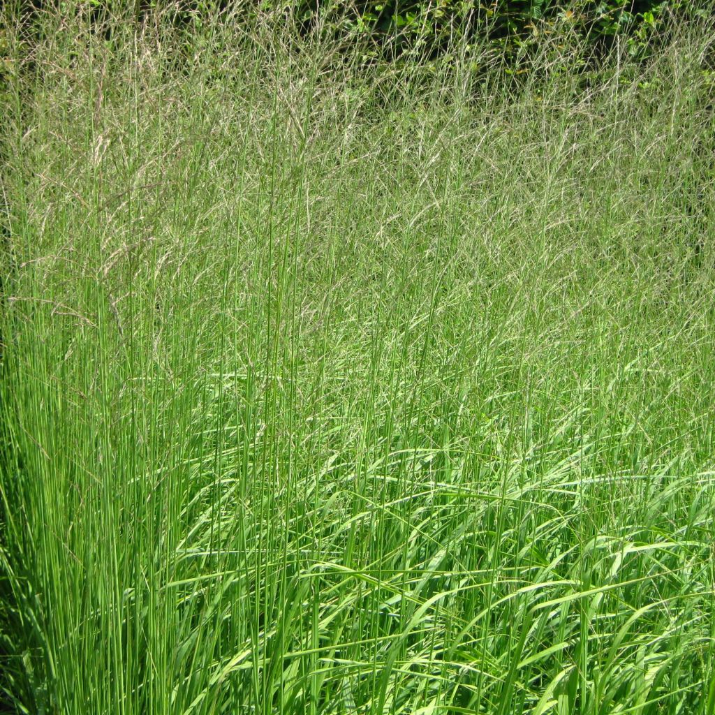 Molinia caerulea ssp arundinacea Skyracer