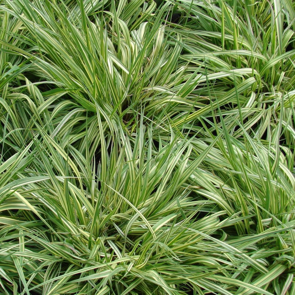 Molinia caerulea ssp caerulea Variegata - Molinie panachée