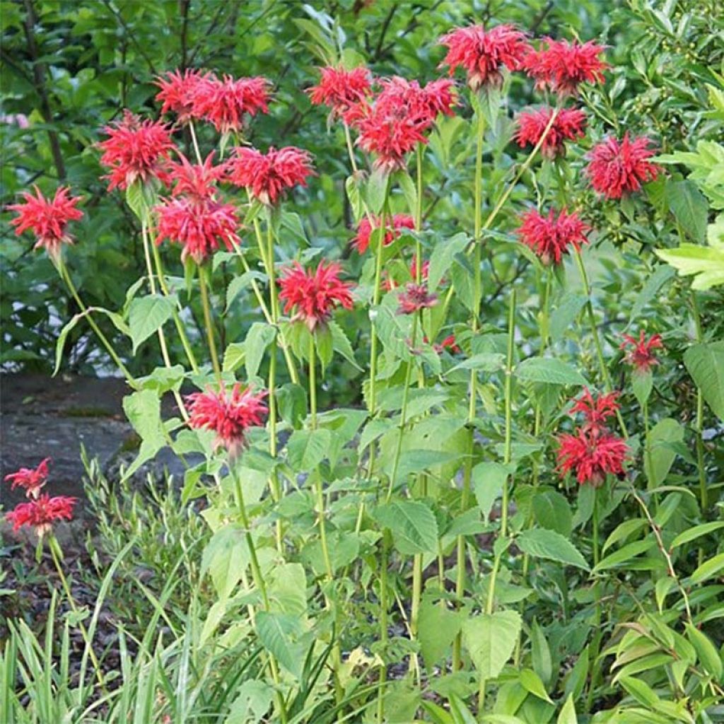 Thé d'Oswego Cambridge Scarlet - Monarde Cambridge Scarlet - Monarda Bergamote 