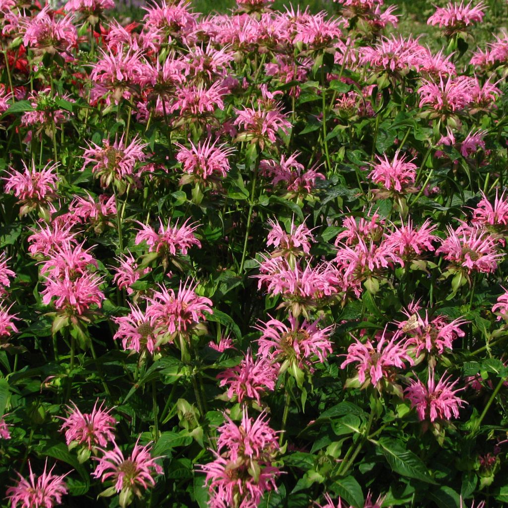 Monarda Croftway Pink - Monarde Croftway Pink - Bergamote Croftway Pink