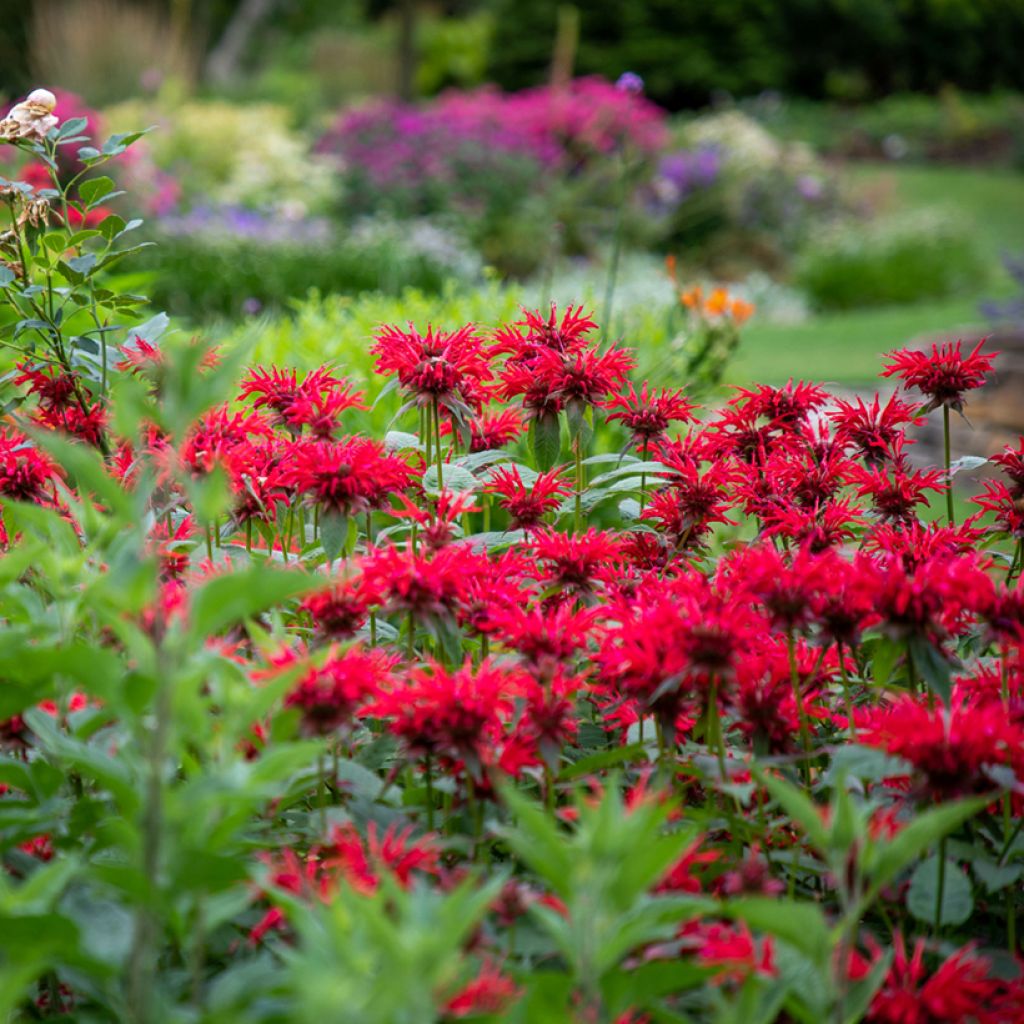 Bergamota silvestre Gardenview Scarlet