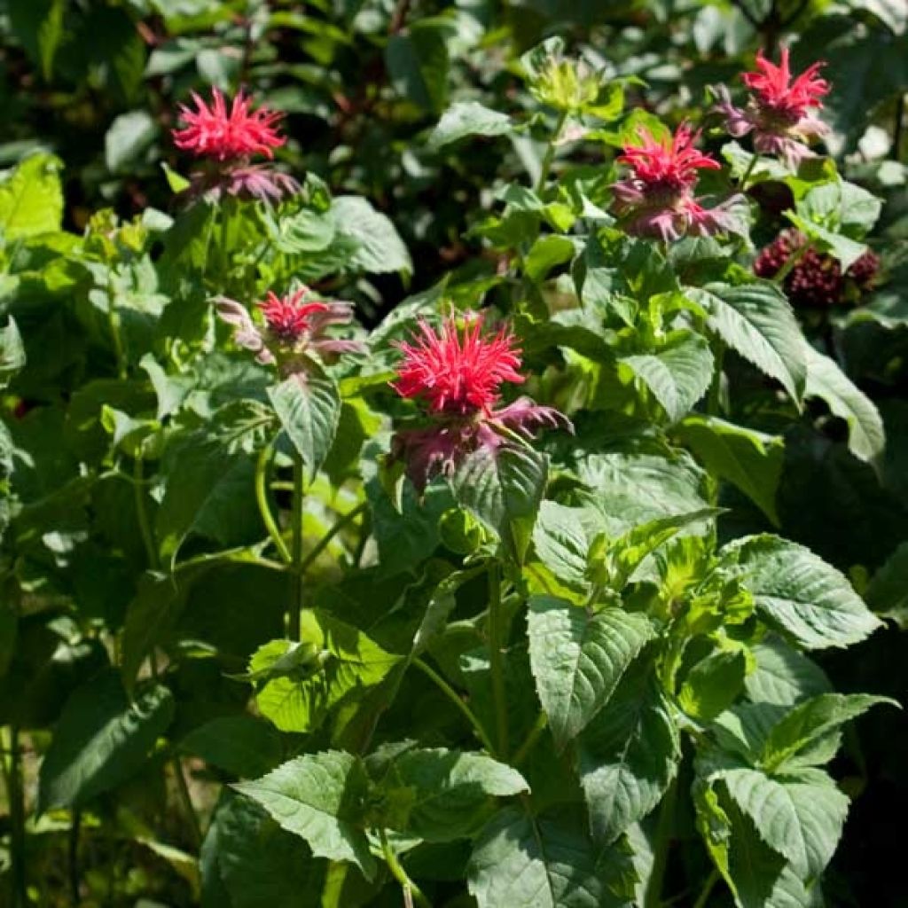 Monarde Fireball