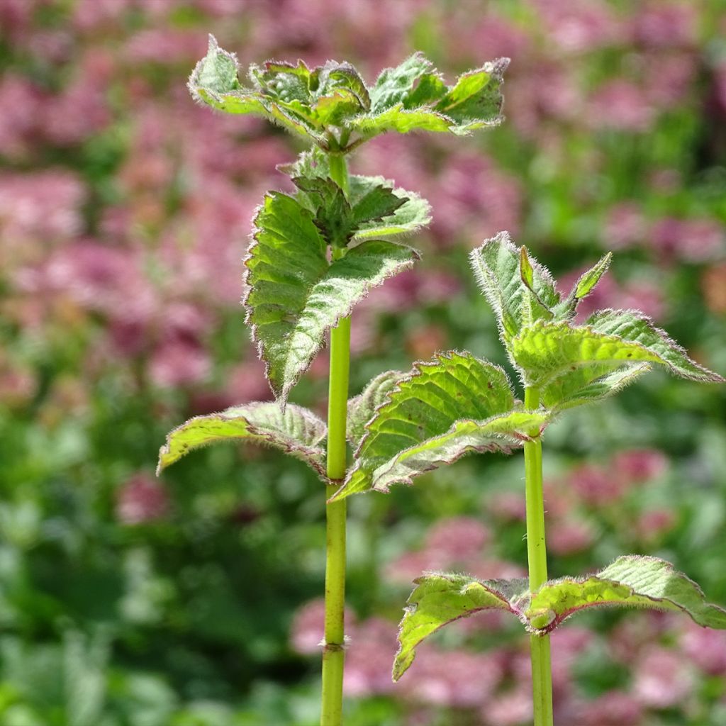 Monarde Fireball - Bergamote rouge