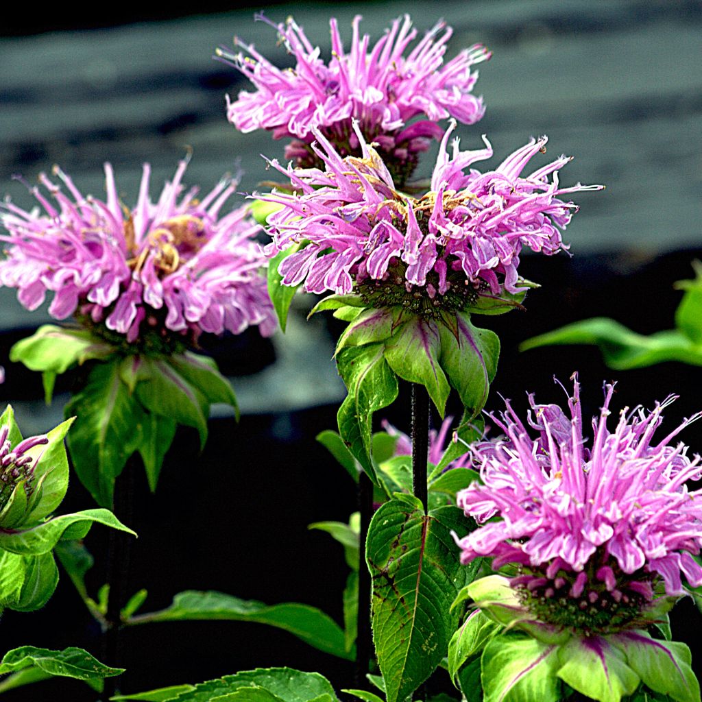 Monarde Melissa - Monarda - Bergamote