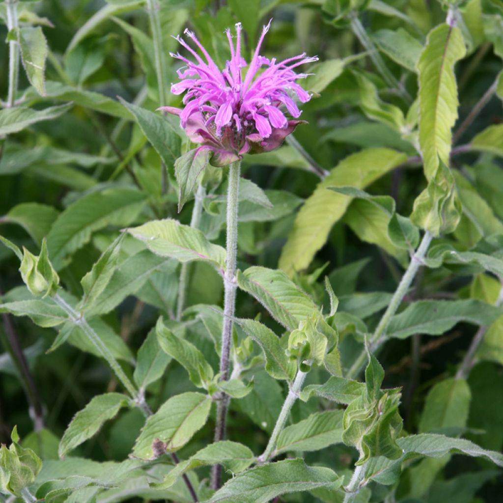 Bergamota silvestre Mohawk