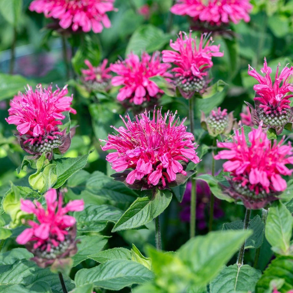 Monarda Pink Lace - Bergamota silvestre