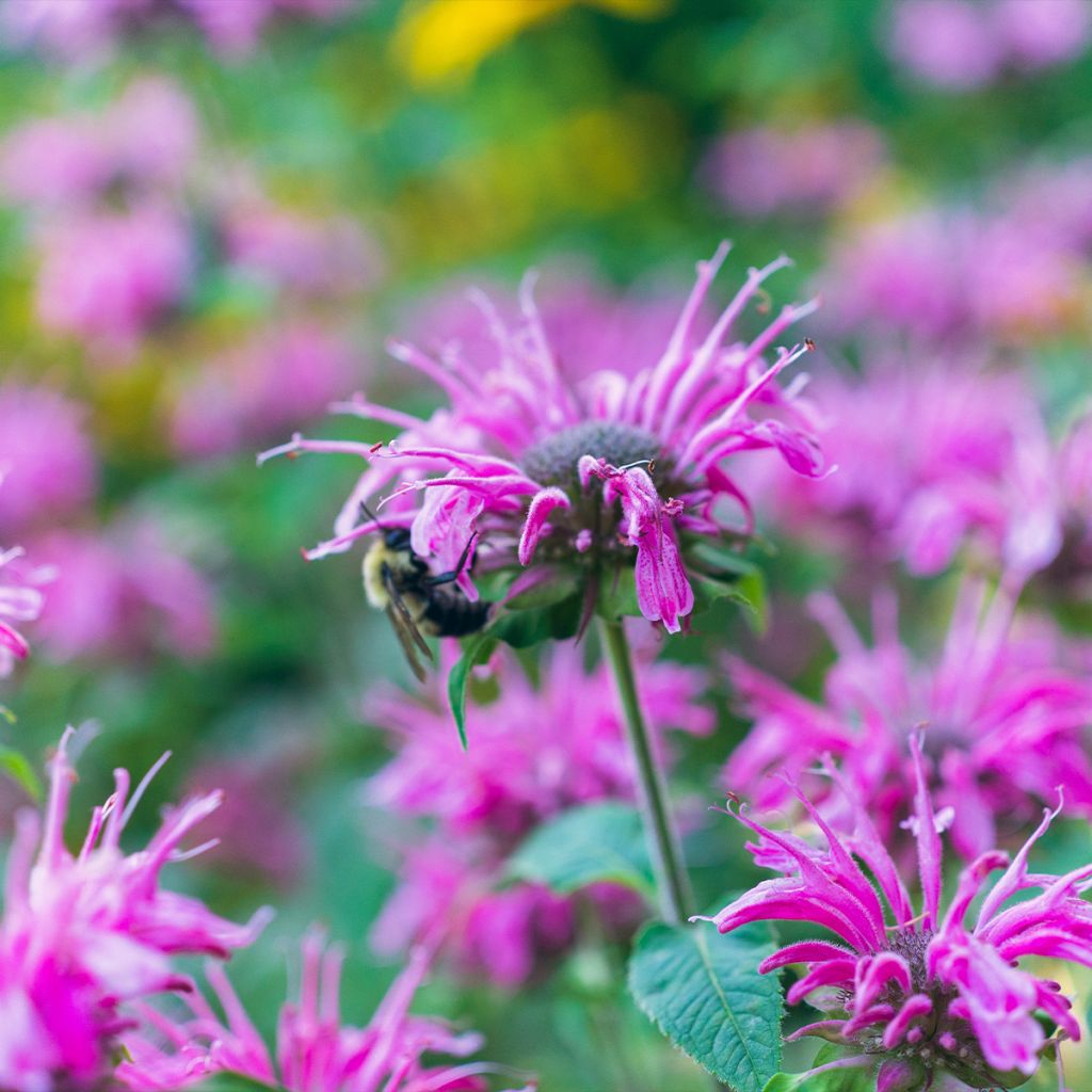 Monarde Prärienacht - Bergamote Lilas pourpre