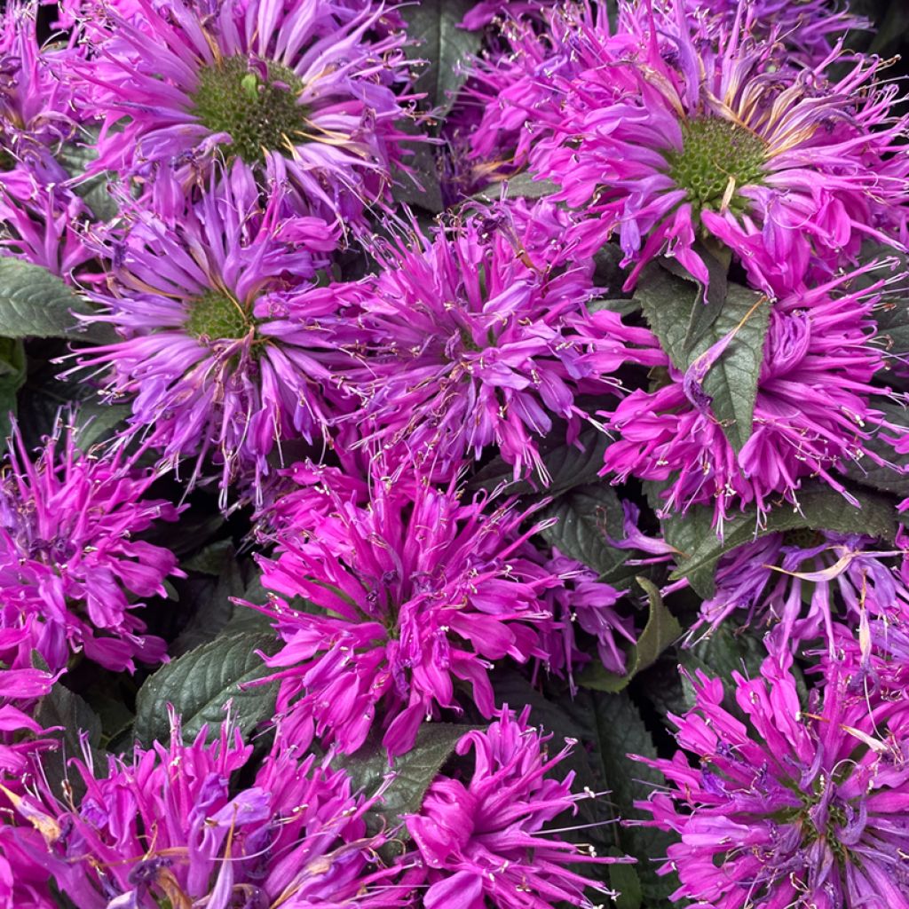 Monarda Purple Lace - Bergamota silvestre