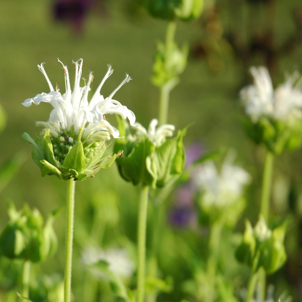 Monarde Schneewittchen - Monarda - Bergamote